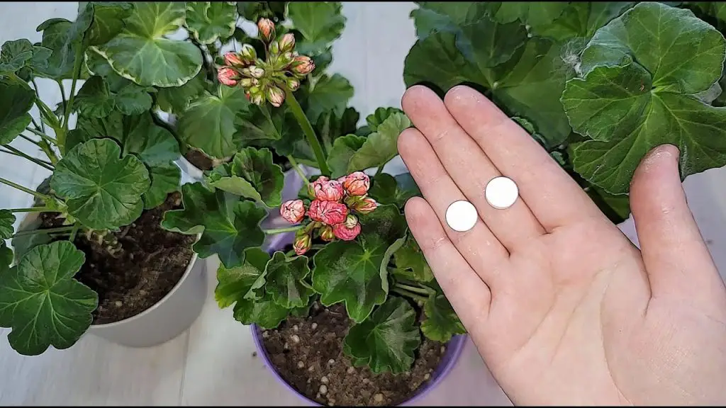 Con este remedio natural hasta la flor más atrofiada volverá a la vida – Mis Consejos Jardinería