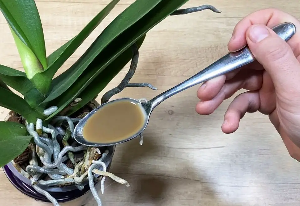 Si cultivas la orquídea así crecerá mucho más rápido y abundantemente – Mis Consejos Jardinería
