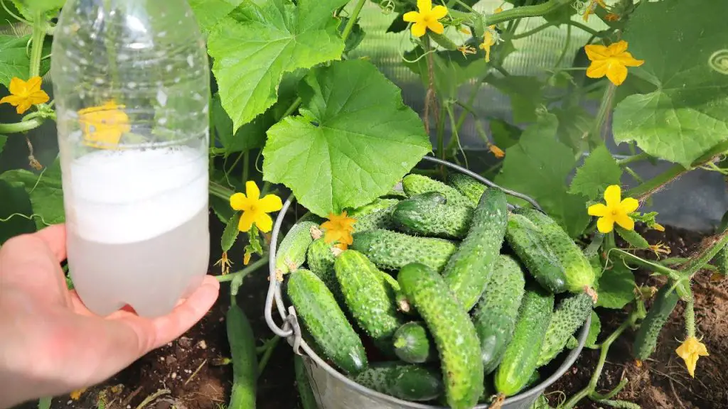 Solo 1 ingrediente, el mejor abono natural para plantas: lo puedes encontrar en la nevera – Mis Consejos Jardinería