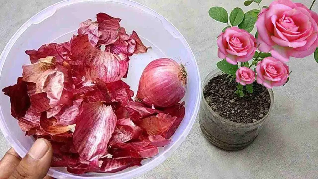 Añade este abono a tus plantas y tendrás un jardín lleno de flores – Mis Consejos Jardinería