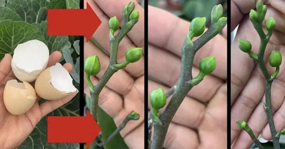 Cómo las cáscaras de huevo pueden ayudar a que sus orquídeas florezcan – Mis Consejos Jardinería