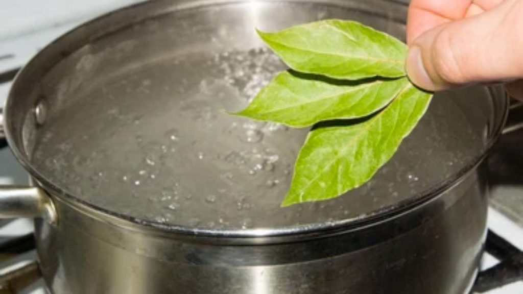 pon las hojas de laurel a hervir, ¿y si lo haces? Todo el mundo debería hacerlo. – Mis Consejos Jardinería