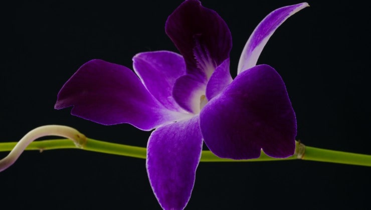 Propagar orquídeas a partir de ramitas.