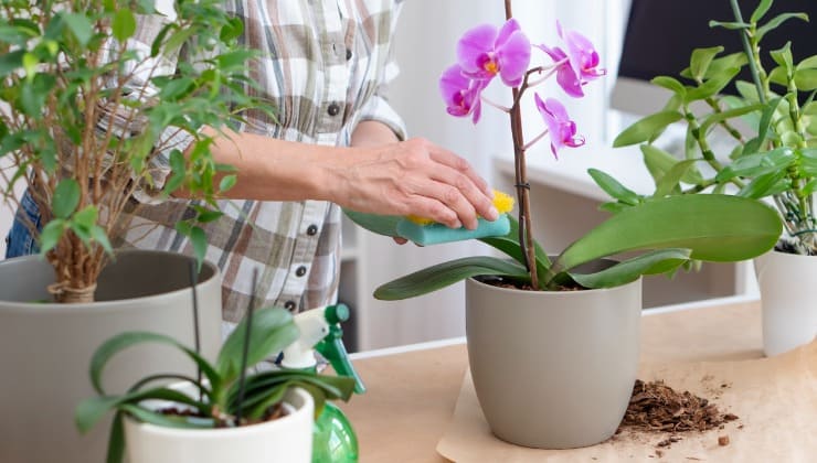 orquídeas en maceta