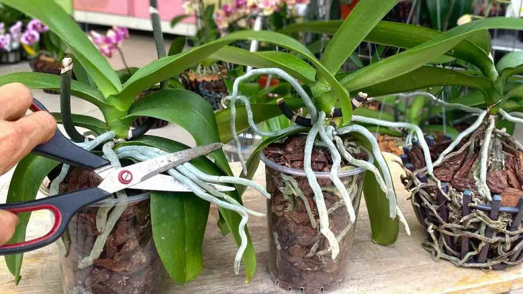 Raíces muy fuertes y flores muy bonitas si cortas así la orquídea: pocos lo hacen – Mis Consejos Jardinería