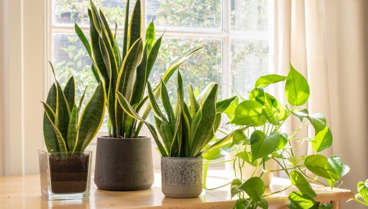 plantas de interior