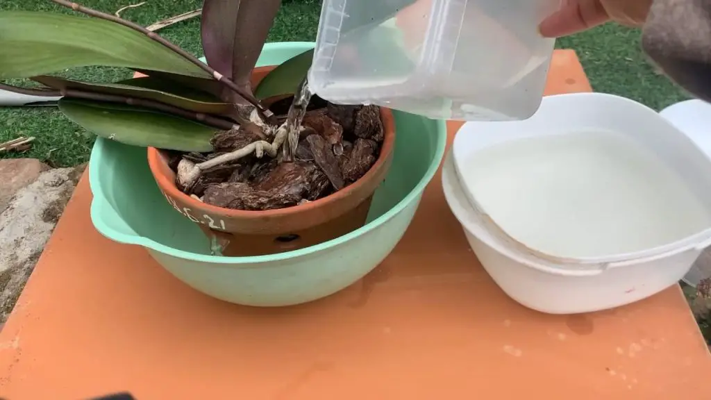 Flores de orquidea super abundantes con unas gotas de este ingrediente – Mis Consejos Jardinería