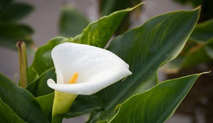flor de cala