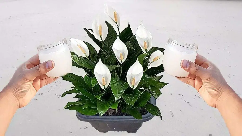 Calla saludable y exuberante con un puñado de este ingrediente: nunca lo había tenido así – Mis Consejos Jardinería