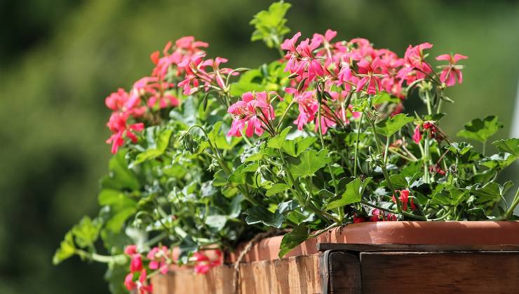 fertilizante de cebolla para plantas - florecerán de inmediato