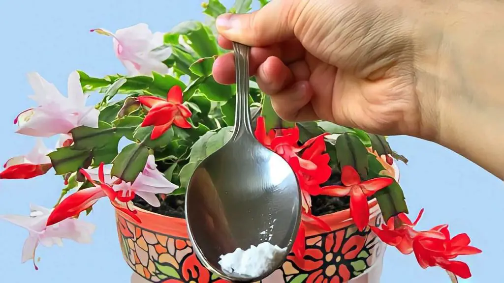 Con este remedio, las flores del hogar cobrarán vida y florecerán fácilmente. – Mis Consejos Jardinería