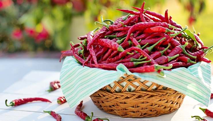 Pimiento rojo