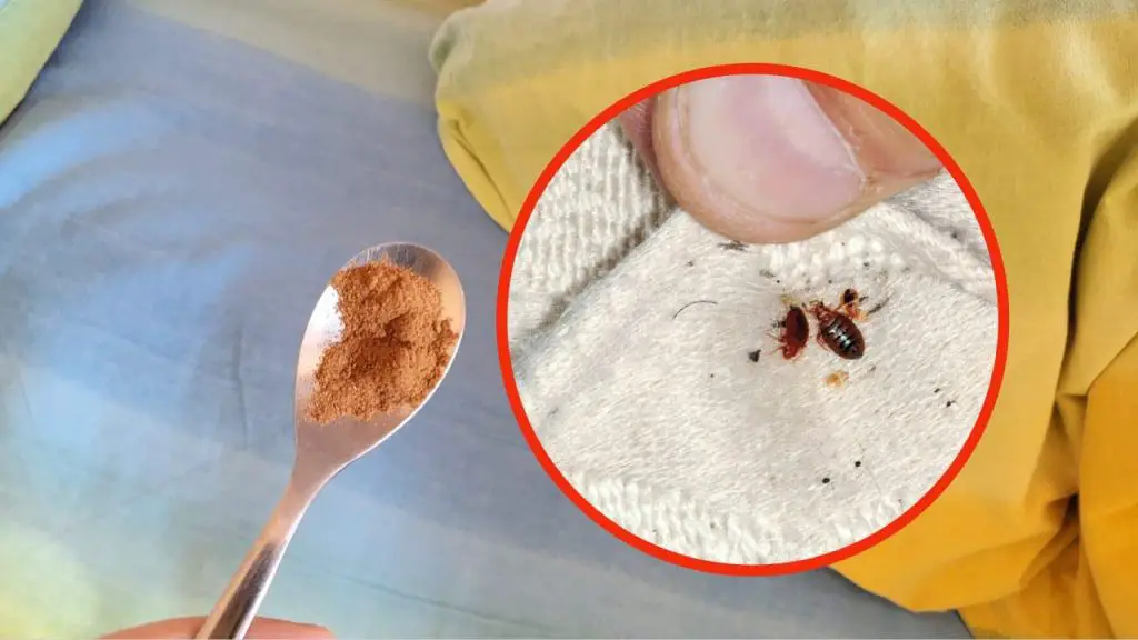 Chinches en las sábanas, solo con este querido ingrediente desaparecerán al instante – Mis Consejos Jardinería