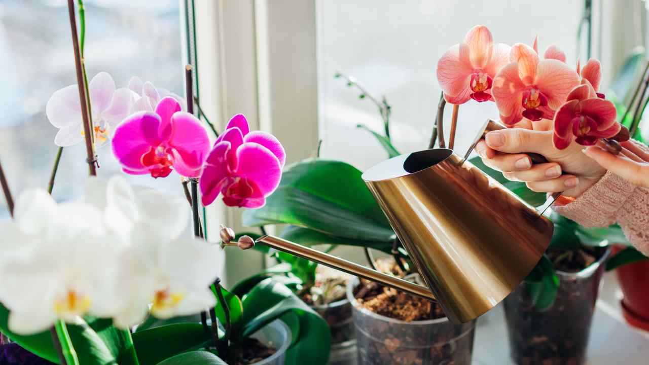 Compresa para flores y plantas