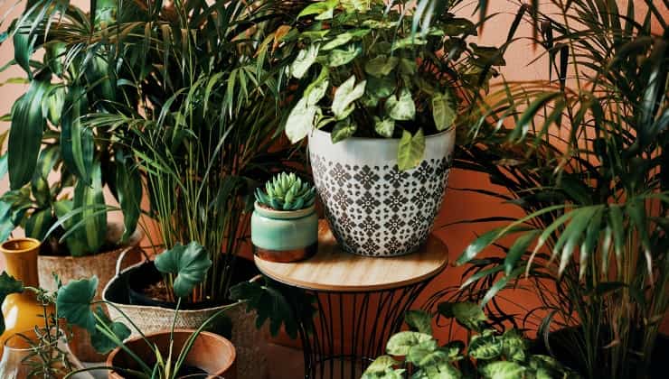plantas de interior