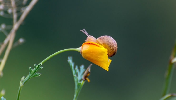 flor y caracol