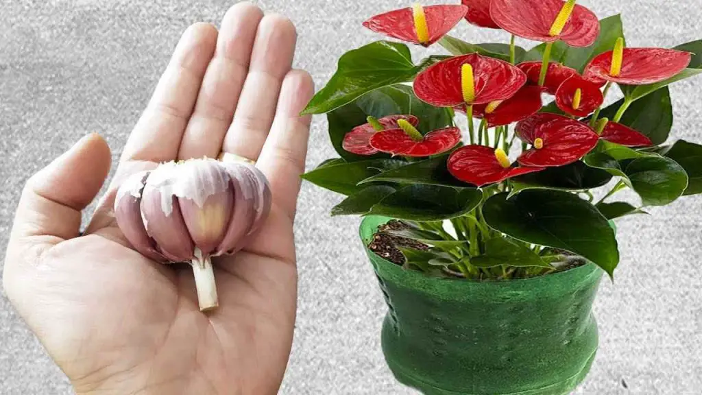 Póngalo en sus plantas y no podrá creer los resultados: todos querrán saber cómo lo hizo. – Mis Consejos Jardinería