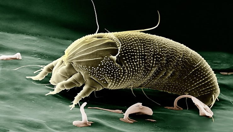 Los ácaros son pequeños organismos que pertenecen a la clase Arachnidae, como las arañas y las garrapatas.  Están en todas partes en nuestra vida diaria y se encuentran en entornos domésticos, industriales y al aire libre.  Se sabe que los ácaros causan alergias y son responsables de enfermedades como la dermatitis por ácaros.  Los ácaros del polvo son uno de los tipos más comunes de ácaros que viven en nuestros hogares.  Se alimentan de partículas orgánicas como cabello, células de la piel y otros desechos orgánicos, y pueden acumularse en grandes cantidades en telas, colchones, alfombras y otras telas suaves del hogar.  Los ácaros del polvo pueden causar síntomas alérgicos como fiebre del heno, estornudos, secreción nasal, ojos llorosos, picazón y tos.