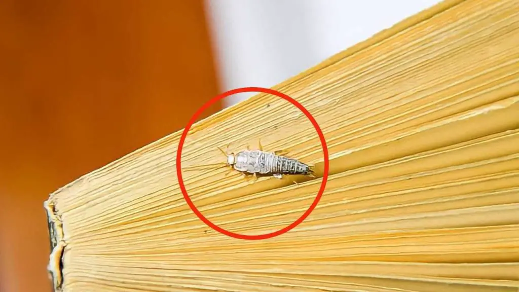 Silverfish en la casa, pero ¿por dónde entran? Su entrada secreta revelada – Mis Consejos Jardinería