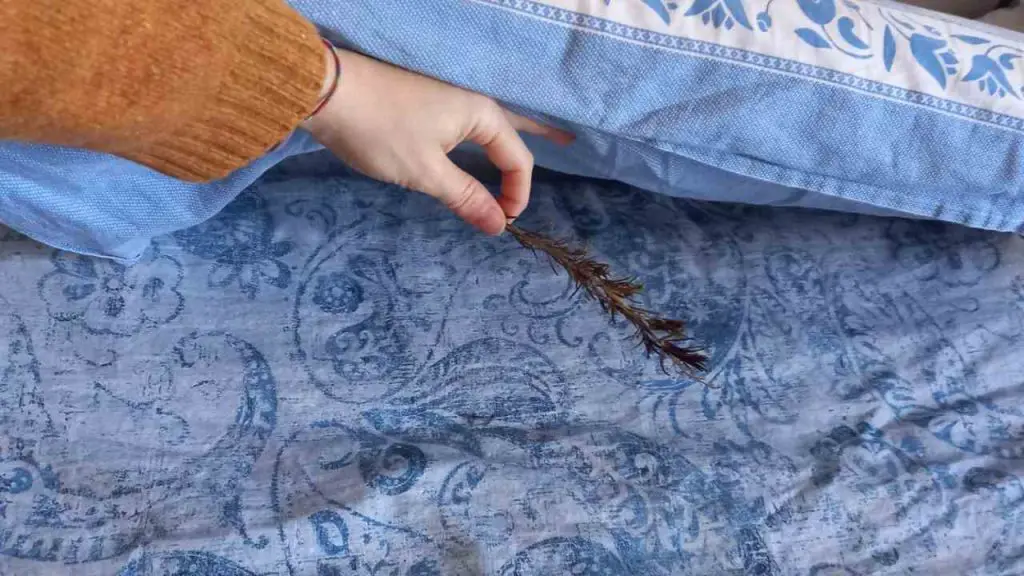 Pon una rama de romero debajo de tu almohada, lo que pasa en la noche es inesperado – Mis Consejos Jardinería