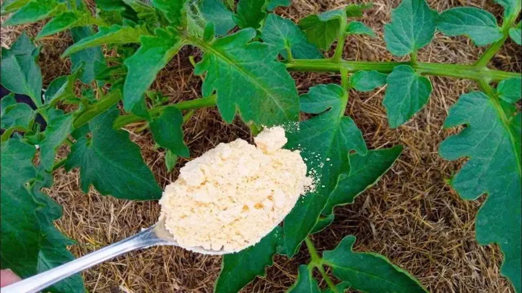 Huerta, con esto los pulgones y hormigas desaparecerán de las plantas inmediatamente – Mis Consejos Jardinería