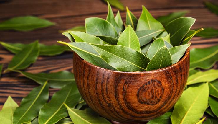 Propiedad de laurel