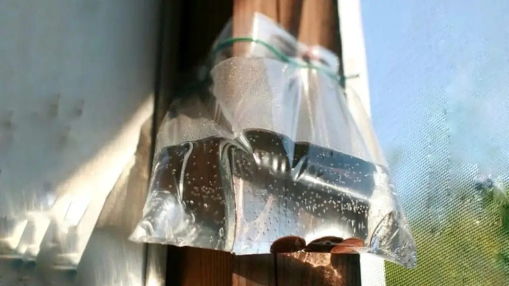Por qué debes llenar bolsitas llenas de agua y monedas: insospechados – Mis Consejos Jardinería