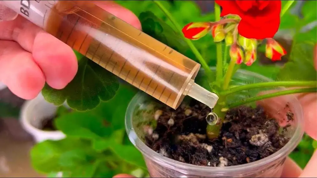 Pon una gota en cada planta a finales de febrero: crecerán visiblemente – Mis Consejos Jardinería