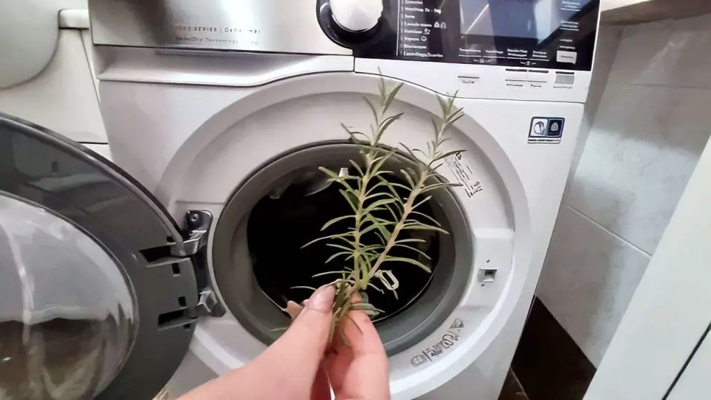 Pon una ramita de romero en tu ropa antes de ponerla a lavar: qué pasa poco después – Mis Consejos Jardinería