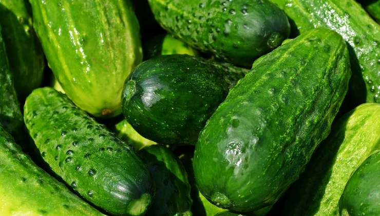 cáscaras de pepino