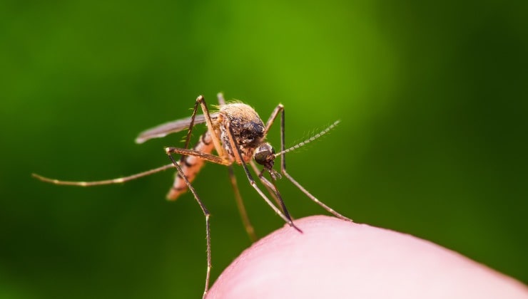 moscas o mosquitos