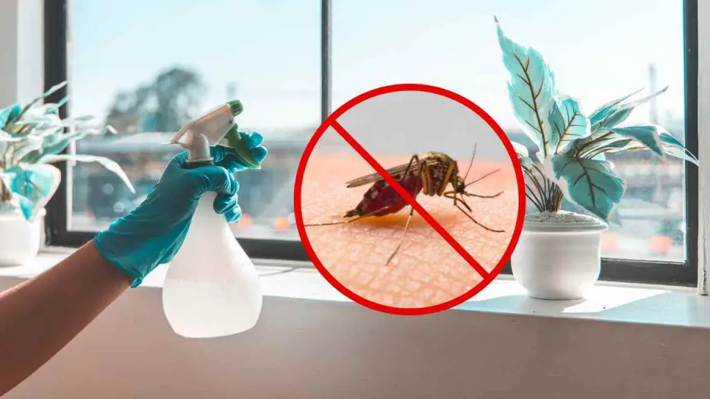 Ponlo en tu casa y no volverás a ver moscas ni mosquitos – el remedio natural – Mis Consejos Jardinería