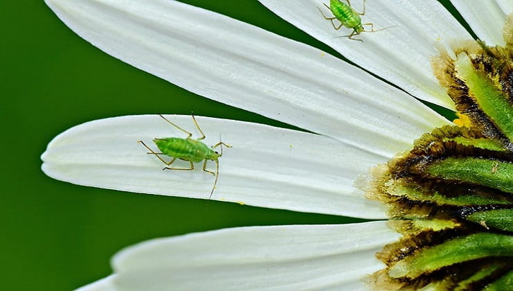 Pulgones en plantas de interior