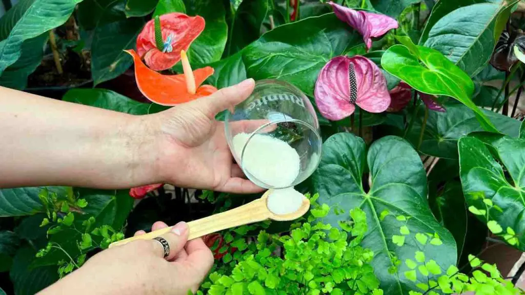 Plantas de interior, cómo deshacerse de los insectos: con un puñado desaparecerán todos – Mis Consejos Jardinería
