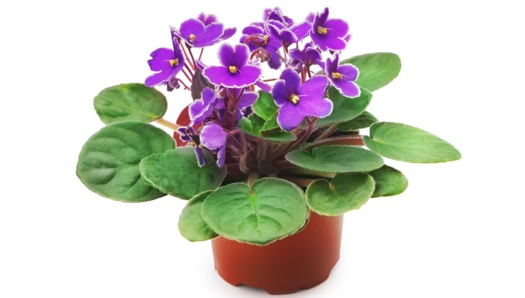 Maceta violeta