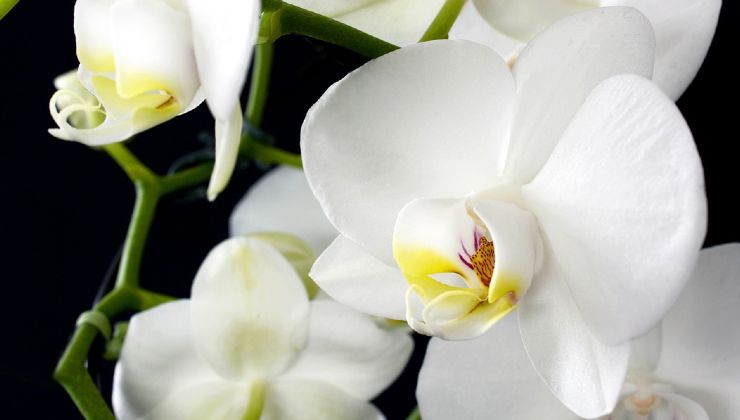 Cómo cuidar la orquídea