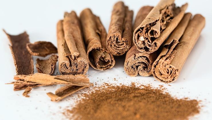canela en la cartera
