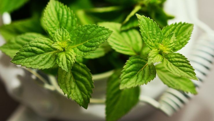 planta de menta