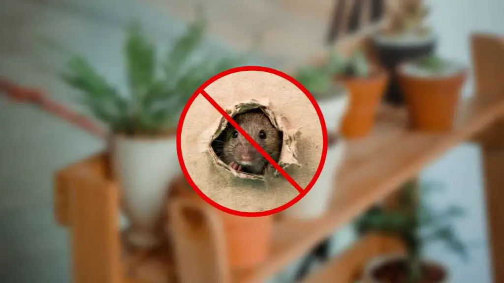 Elimine los ratones con esta planta fragante frente a la puerta de su casa – Mis Consejos Jardinería