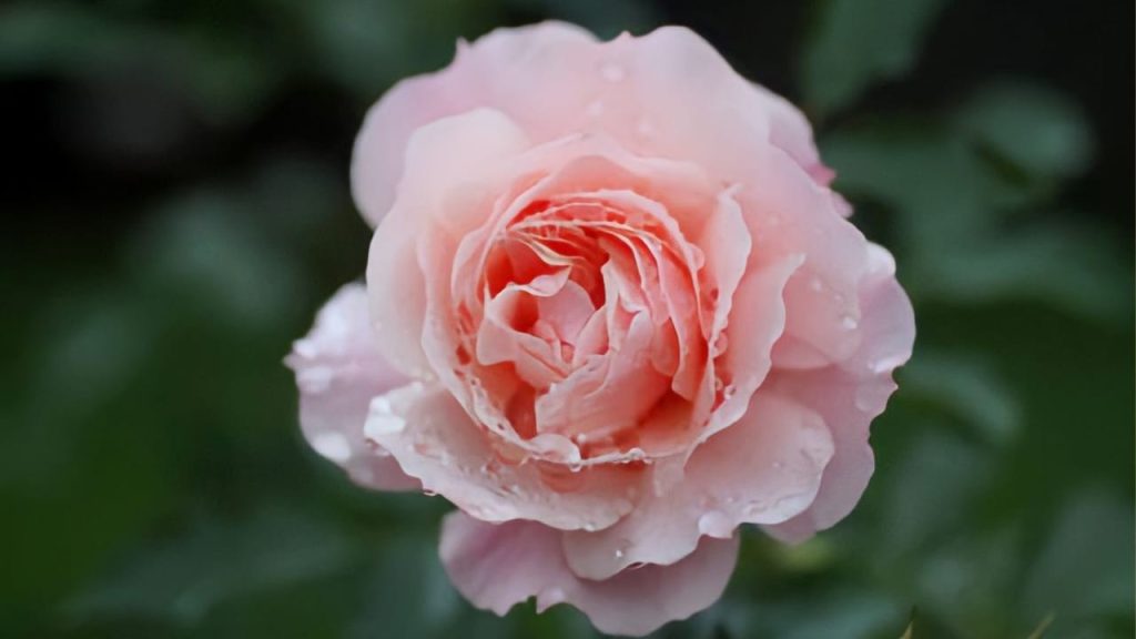 A todo el mundo le encanta esta aromática planta casera: cuesta solo 2 euros – Mis Consejos Jardinería