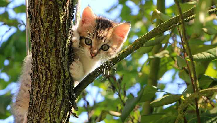 gato en el jardin