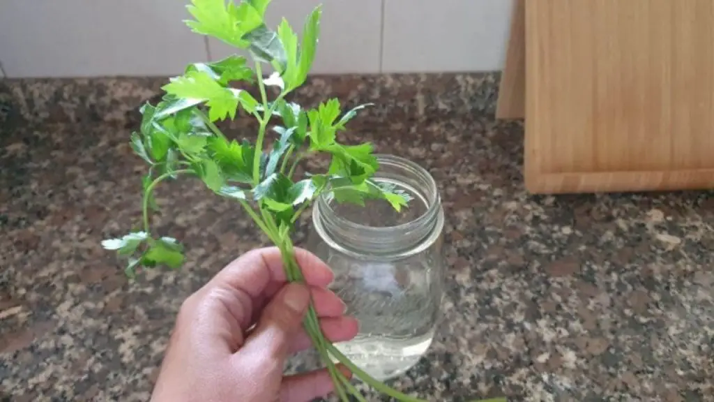 Perejil en abundancia, basta una ramita para multiplicarlo infinitamente: el método – Mis Consejos Jardinería