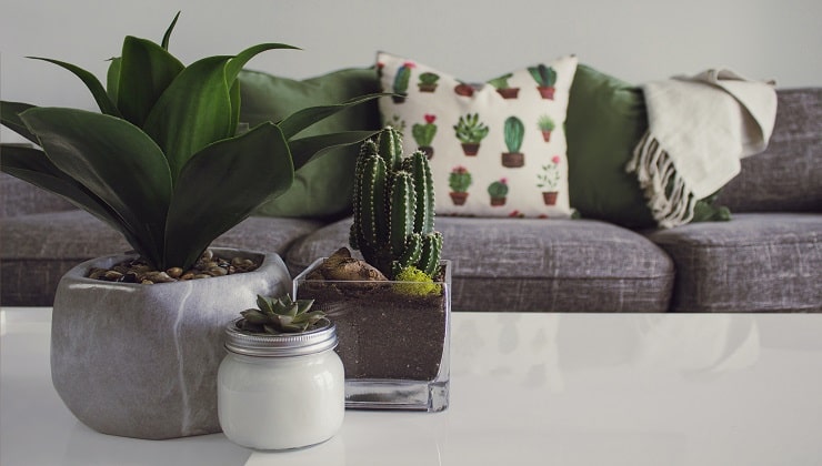 plantas de interior