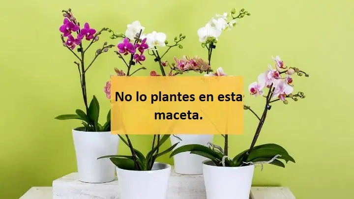 Orquídea, nunca la plantes en estas macetas: si las tienes, prepárate para encontrarlas podridas – Mis Consejos Jardinería