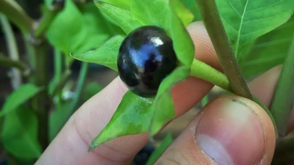 Cuidado con esta peligrosa planta que puedes tener en el jardín: es muy venenosa – Mis Consejos Jardinería
