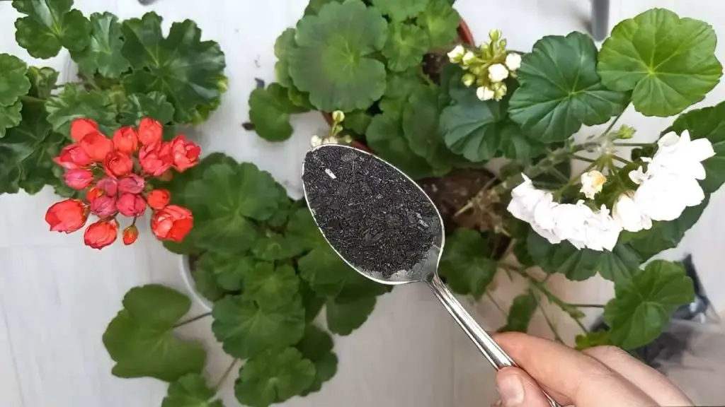 Viértelo en los geranios, los resultados te sorprenderán: las hojas se volverán verdes y brillantes. – Mis Consejos Jardinería