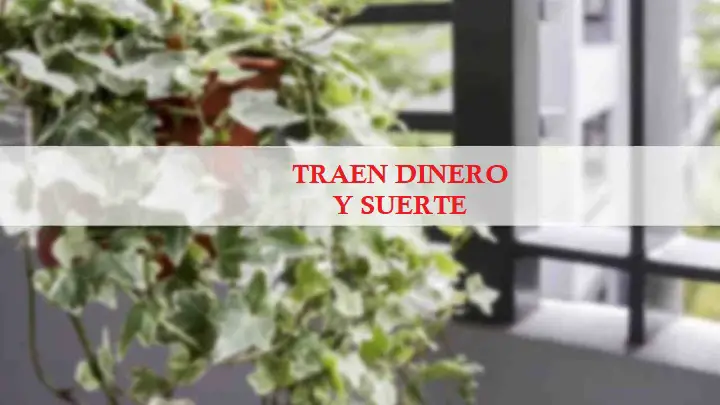 Asegúrate de tener estas plantas en tu hogar: traen dinero, salud y suerte. – Mis Consejos Jardinería