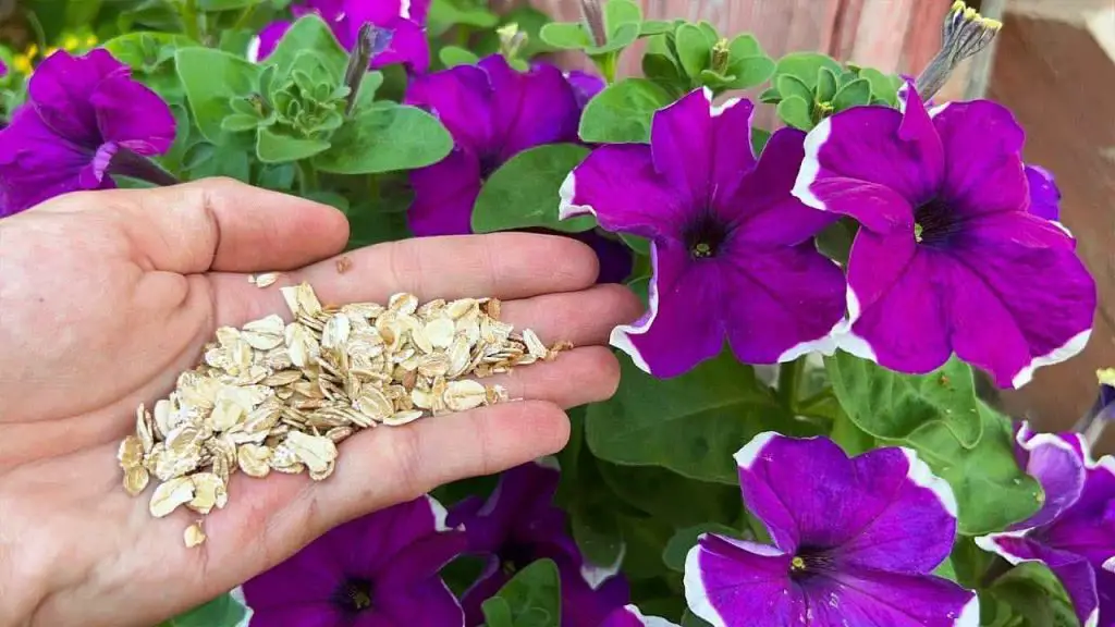 Orquídeas, petunias, rosas, geranios y muchas otras plantas florecerán sin parar – Mis Consejos Jardinería