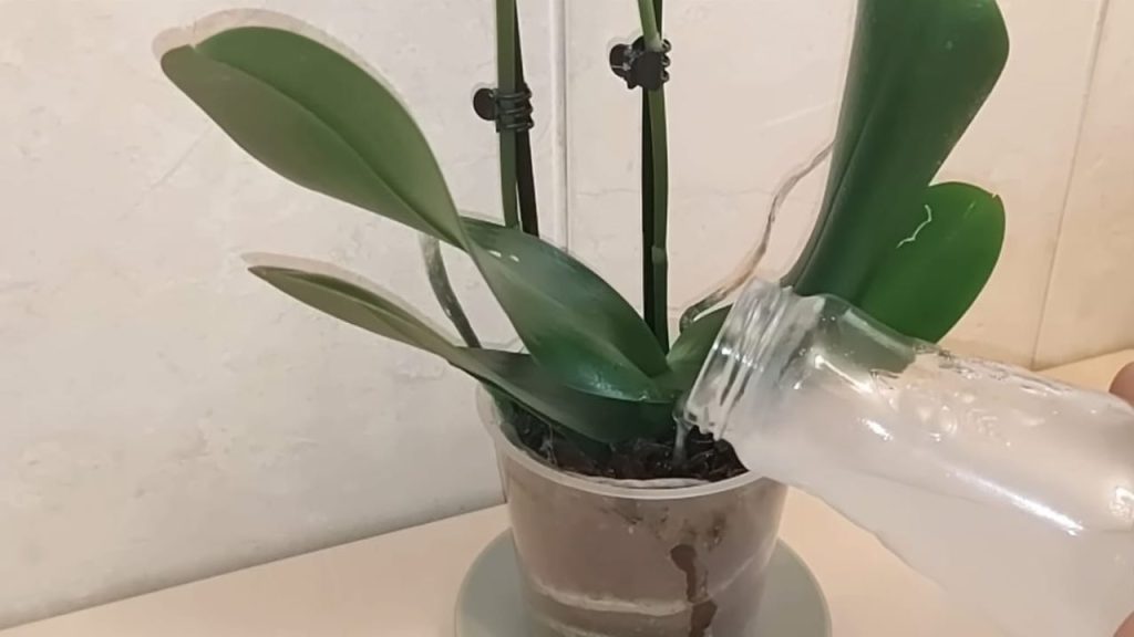 Riegue con esto y sus plantas de interior también crecerán de inmediato: resultados sensacionales – Mis Consejos Jardinería