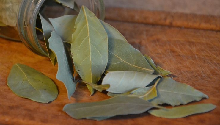 hojas de laurel